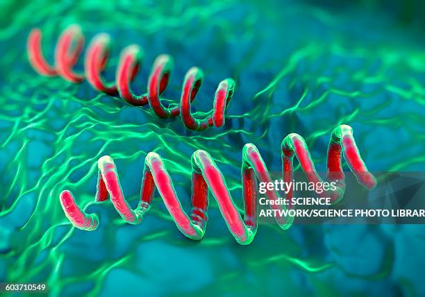 ilustrações de stock, clip art, desenhos animados e ícones de treponema pallidum bacteria, illustration - treponema pallidum