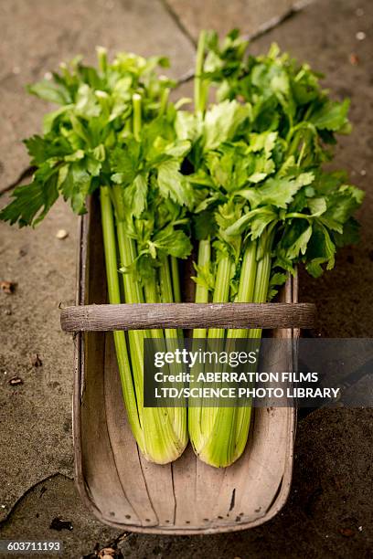 celery in a basket, high angle view - bleekselderij stockfoto's en -beelden