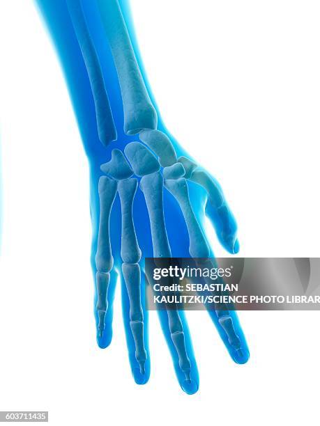 finger bones and joints, illustration - skeleton hand stock illustrations