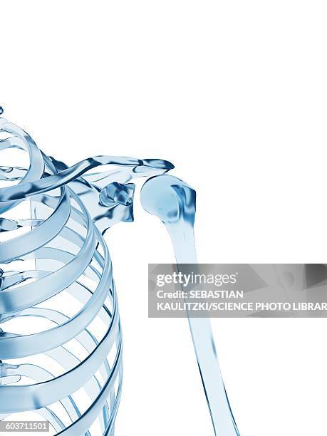 shoulder joint, illustration - human bone stock illustrations