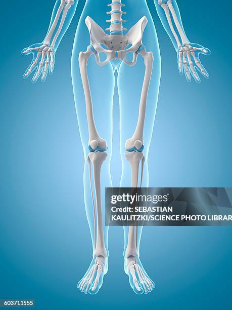 ilustraciones, imágenes clip art, dibujos animados e iconos de stock de human leg bones, illustration - esqueleto humano