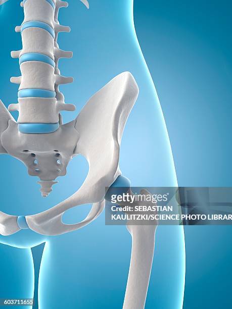 human hip joint, illustration - hip body part stock illustrations