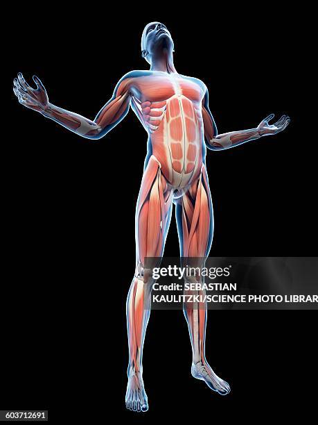 ilustraciones, imágenes clip art, dibujos animados e iconos de stock de human muscular system, illustration - head back