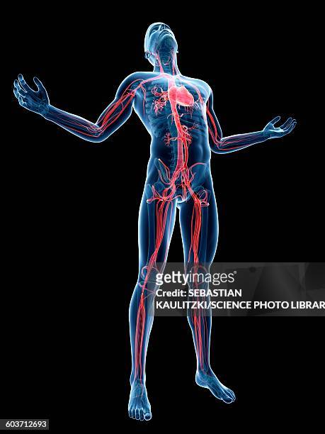 human vascular system, illustration - head back stock illustrations