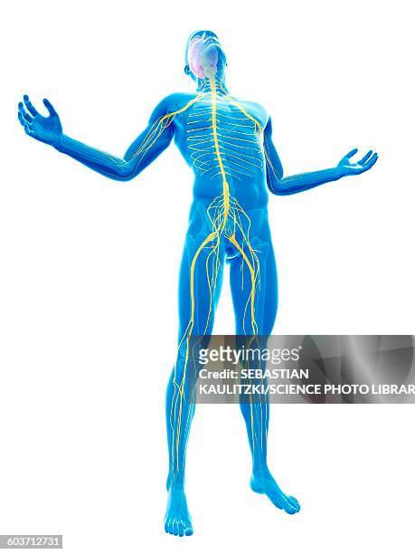 ilustraciones, imágenes clip art, dibujos animados e iconos de stock de human nervous system, illustration - head back