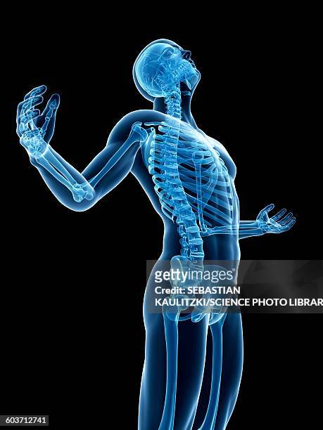 human skeletal system, illustration - head back stock illustrations