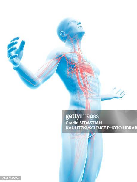 human vascular system, illustration - head back stock illustrations