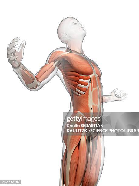 human muscular system, illustration - head back stock illustrations