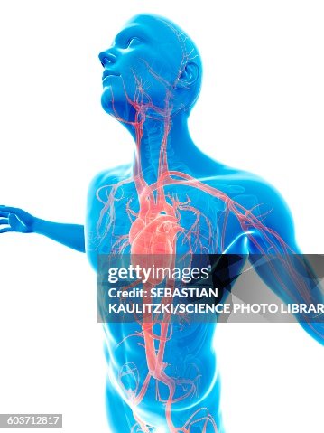 Human vascular system, Illustration Human vascular system, Illustration