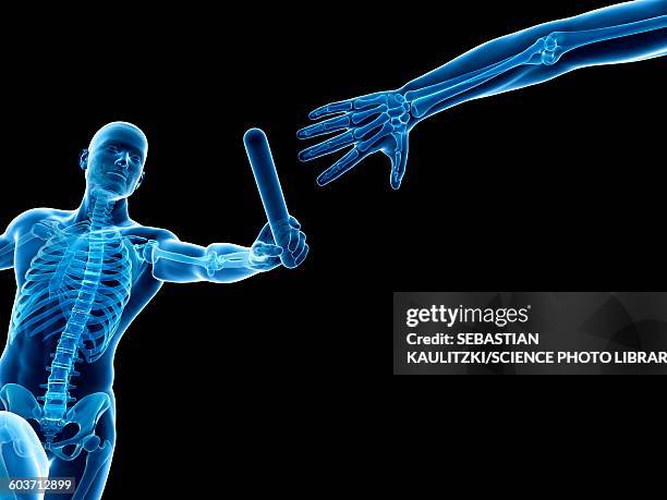 skeletal system, illustration - relay stock illustrations