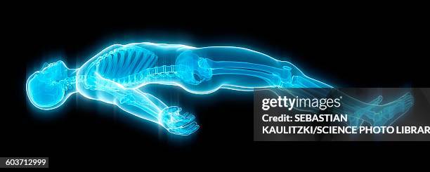 skeletal structure, illustration - lying on back stock illustrations