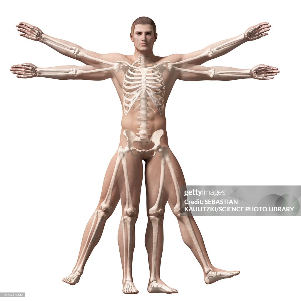 Vitruvian man muscles, Illustration
