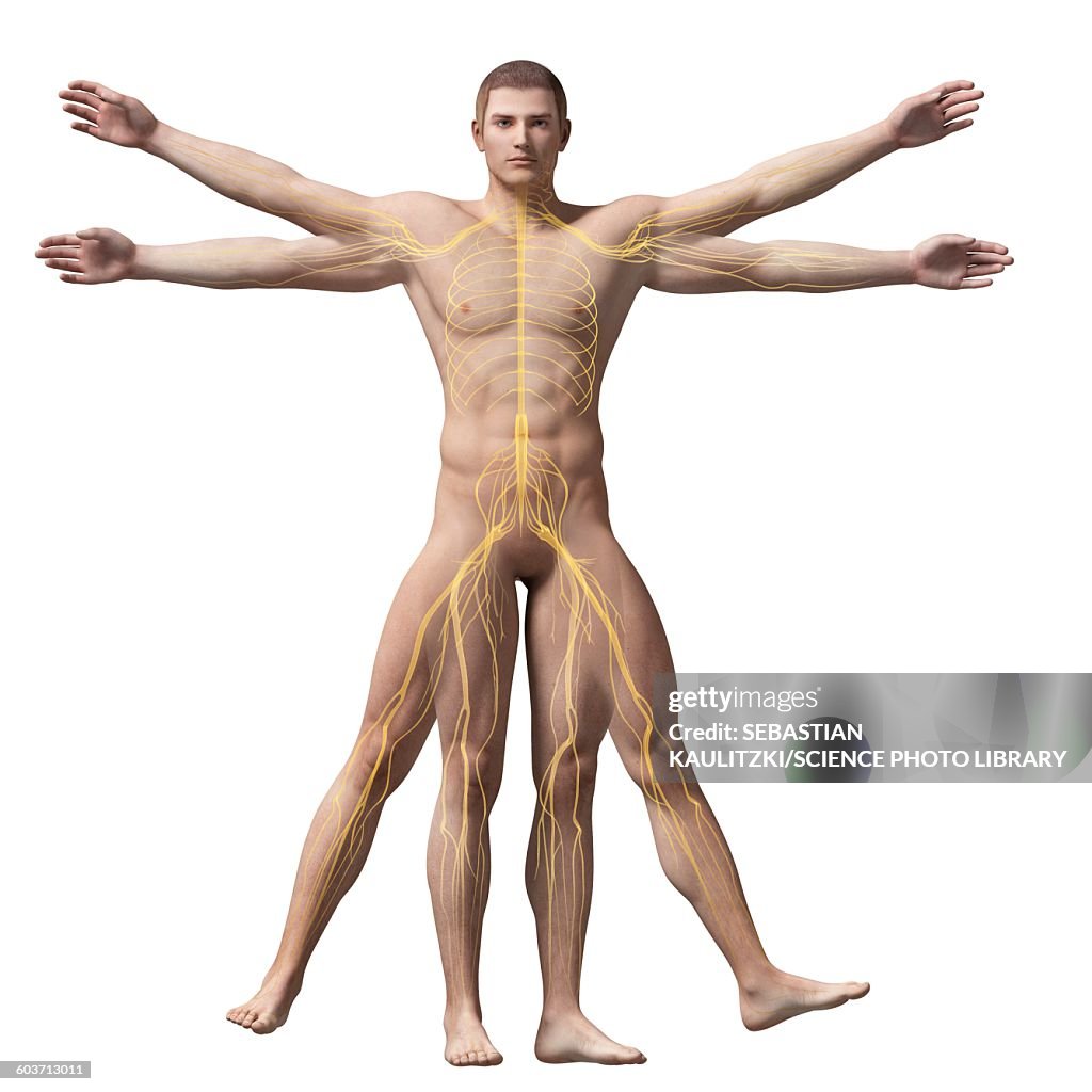 Vitruvian man nerves, Illustration