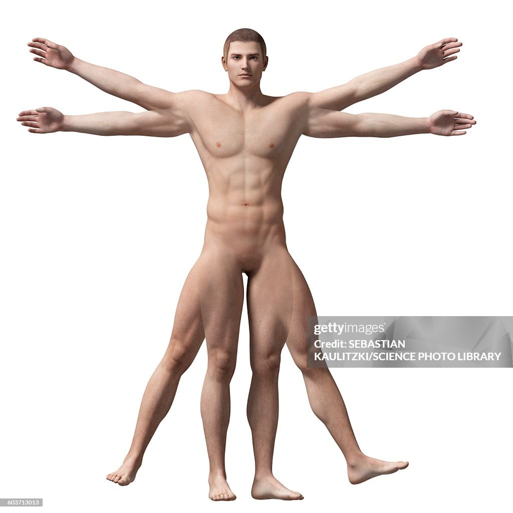Vitruvian man anatomy, Illustration
