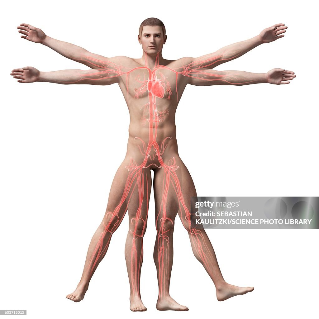Vitruvian man veins, Illustration