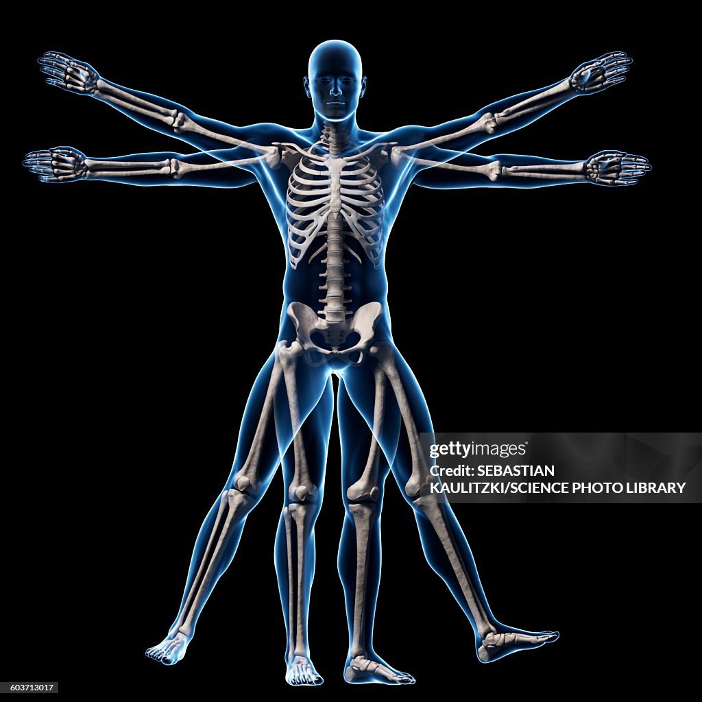 Vitruvian man skeleton, Illustration