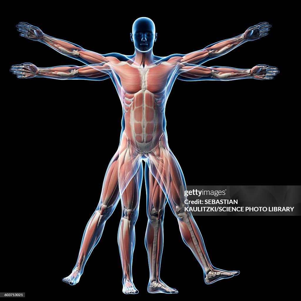 Vitruvian man muscles, Illustration