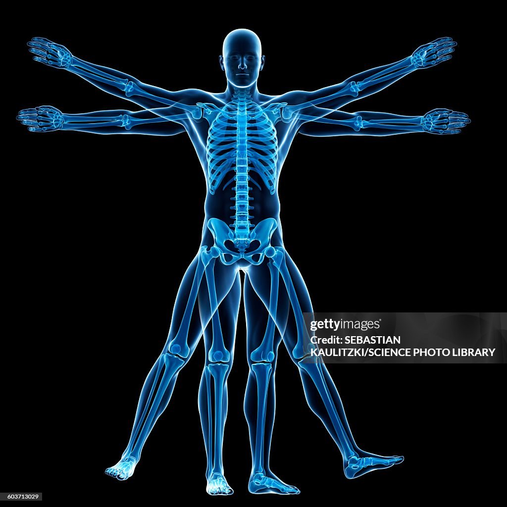Vitruvian man skeleton, Illustration