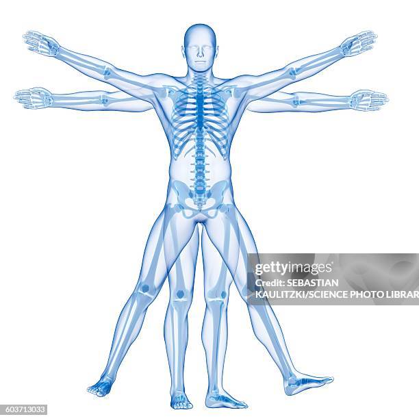 vitruvian man skeleton, illustration - vitruvian man skeleton stock illustrations