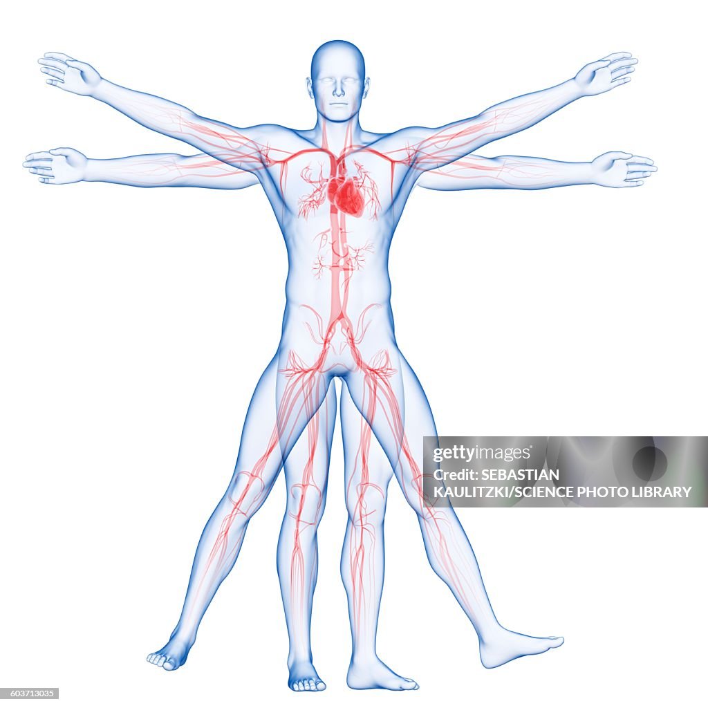 Vitruvian man veins, Illustration
