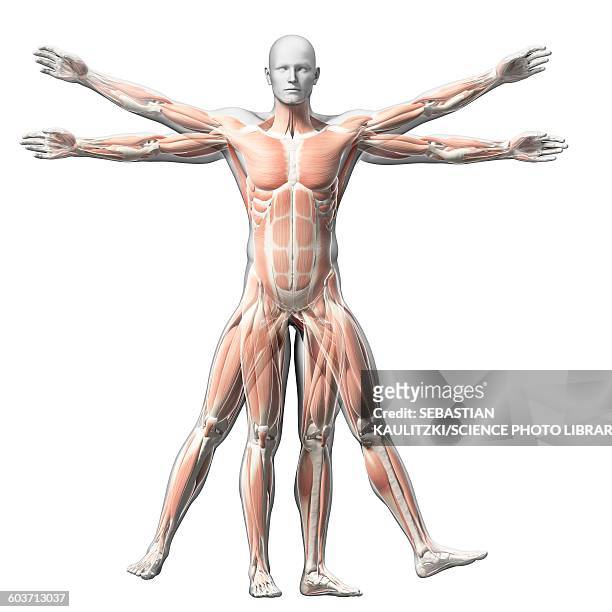 vitruvian man muscles, illustration - vitruvian man stock illustrations