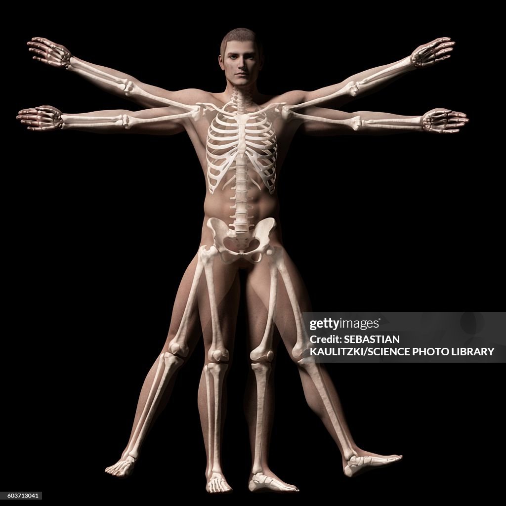 Vitruvian man skeleton, Illustration