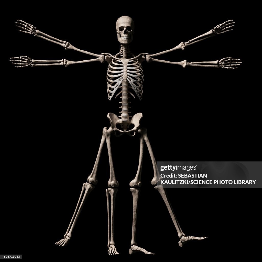 Vitruvian man skeleton, Illustration