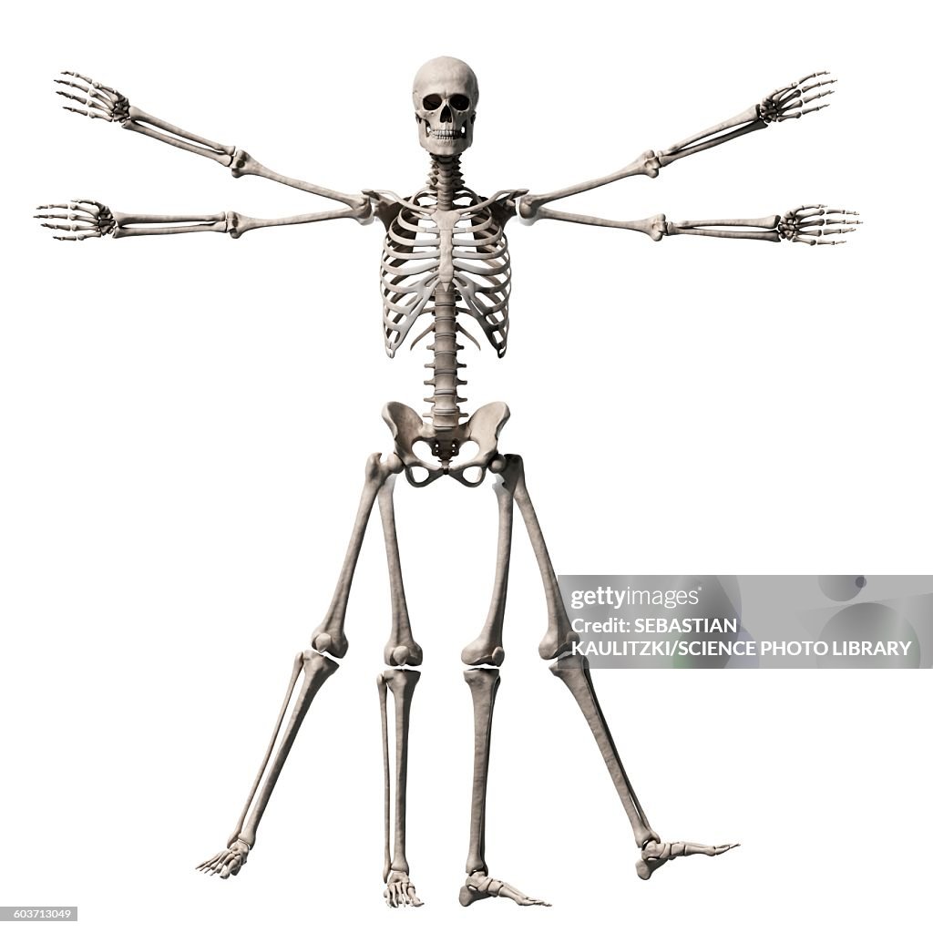 Vitruvian man skeleton, Illustration