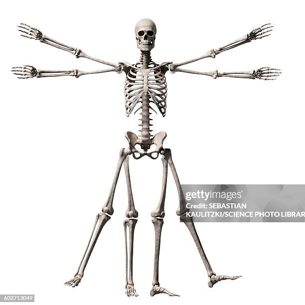 vitruvian man skeleton, illustration - vitruvian man stock illustrations