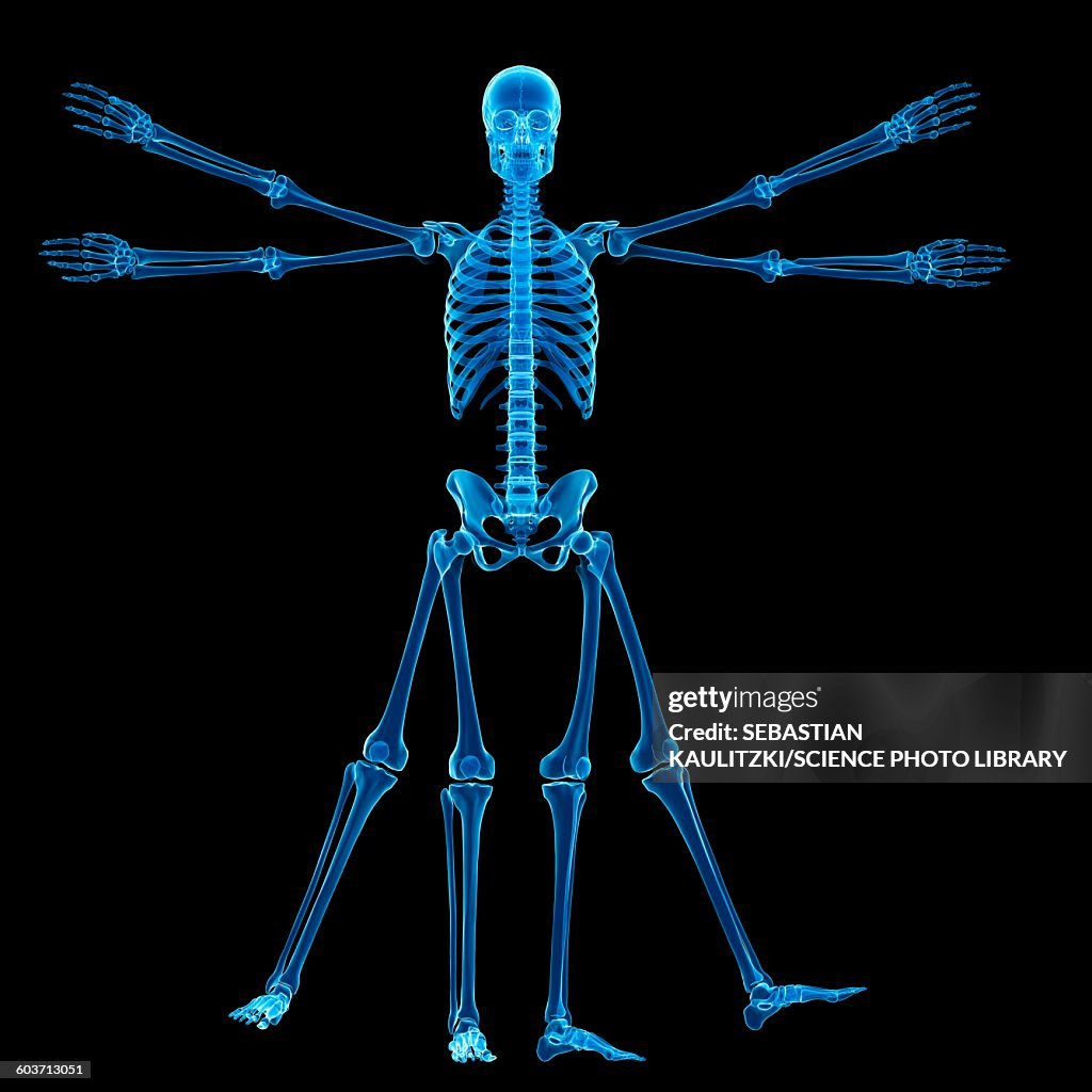 Vitruvian man skeleton, Illustration
