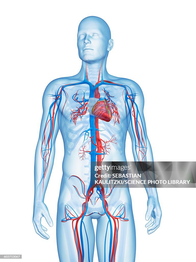 Extravascular System Human Vascular System Illustration High-Res Vector Graphic - Getty Images