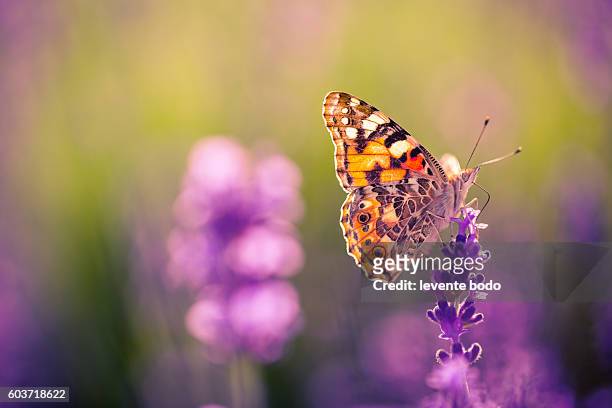 inspirational natural backgrounds for design. summer nature flowers. - butterflys closeup stock pictures, royalty-free photos & images