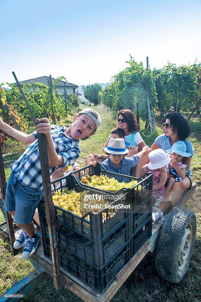 Weinlese. Bewegen mit dem Traktor im Weinberg