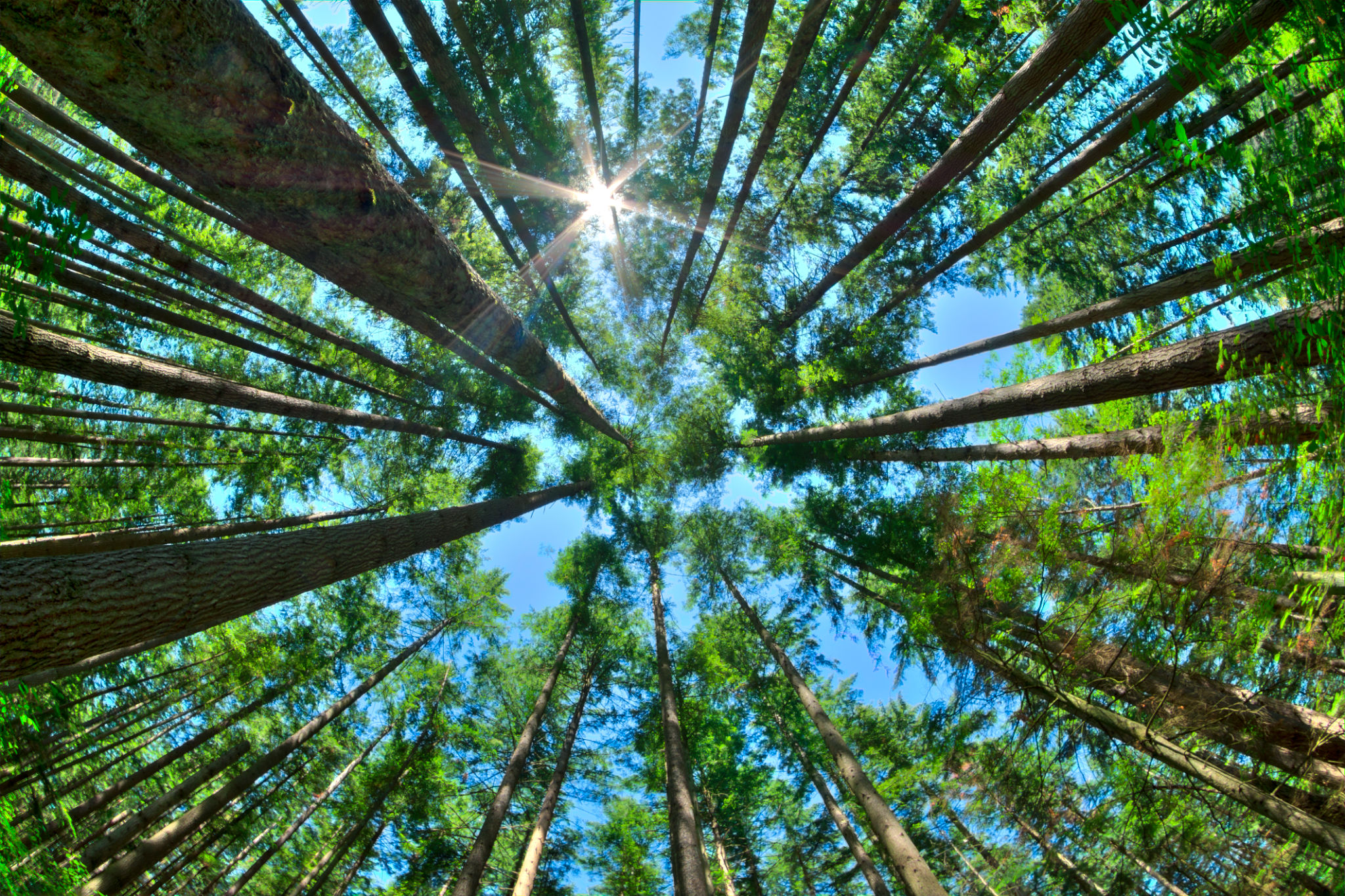 forest ecosystem