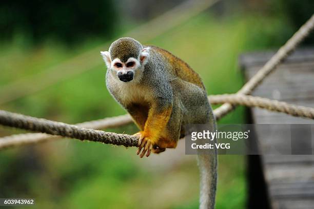 16 Squirrel Monkeys Welcome Mid Autumn Festival In Qingdao Photos and  Premium High Res Pictures - Getty Images
