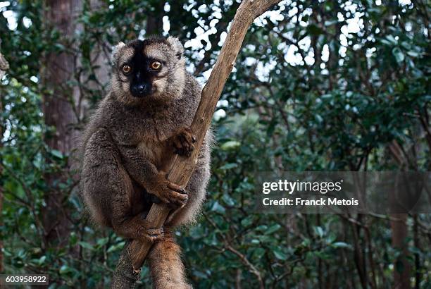 common brown lemur - collared lemur stock pictures, royalty-free photos & images