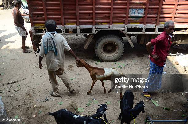 Customer Goat Christian Goat Photos and Premium High Res Pictures - Getty Images