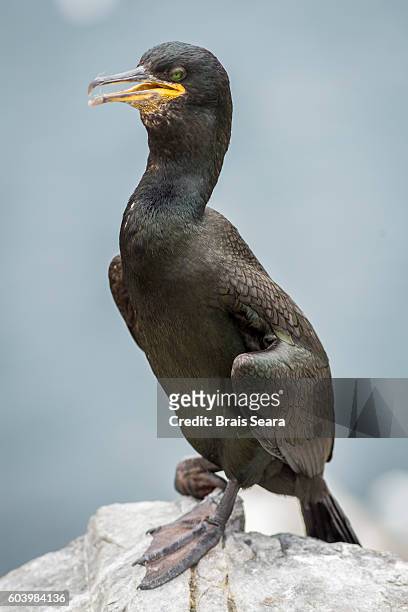 european shag - shag stock pictures, royalty-free photos & images