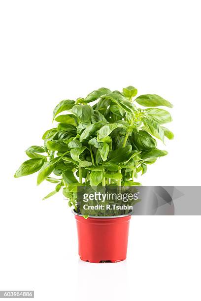 basil in plastic pot - basil stock pictures, royalty-free photos & images