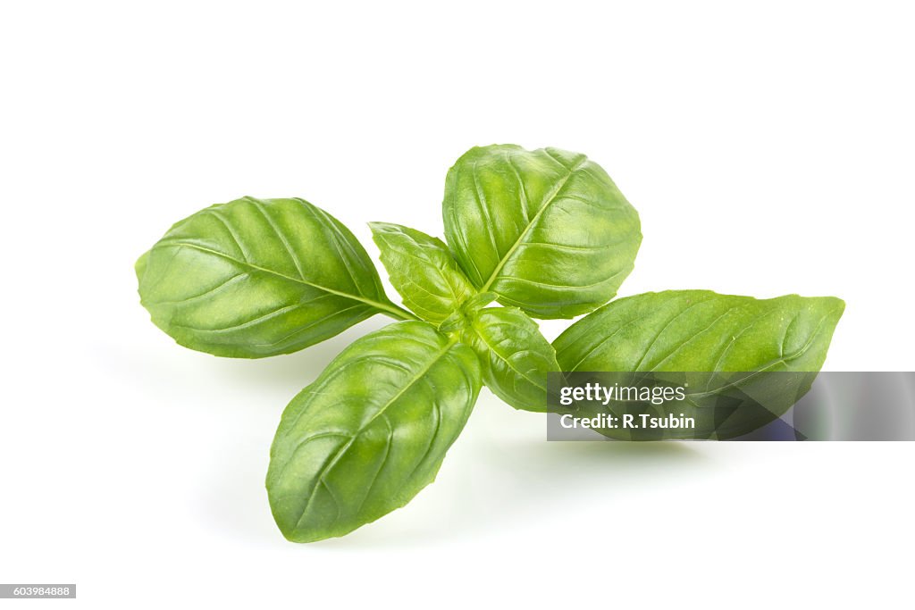Fresh green leaf basil