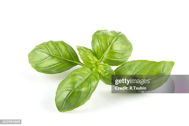 fresh green leaf basil - basilico foto e immagini stock