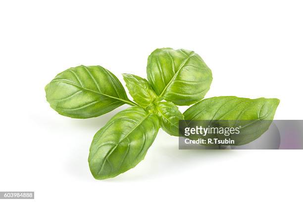 fresh green leaf basil - バジル ストックフォトと画像