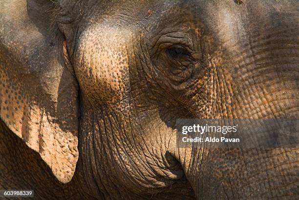 laos, bolaven plateau, elephant - meseta de bolaven fotografías e imágenes de stock