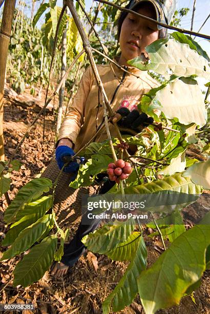 laos, bolaven plateau, paksong village - meseta de bolaven fotografías e imágenes de stock