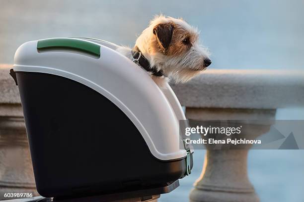 i'm on a sight seeing tour - pet carrier stock pictures, royalty-free photos & images