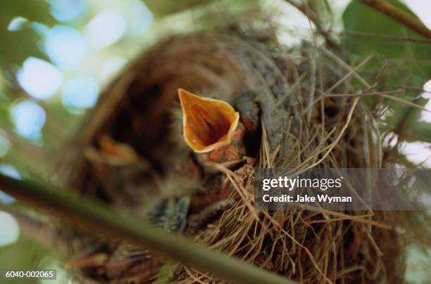 young bird in nest - casque audio stock pictures, royalty-free photos & images