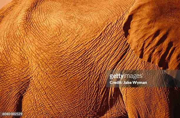 skin and ear of elephant - animal skin fotografías e imágenes de stock