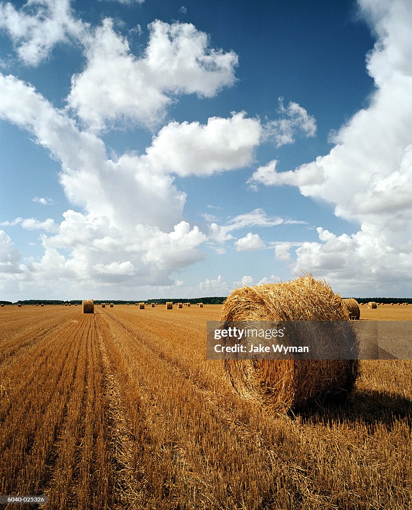 Rolled Bales of Hay in Field