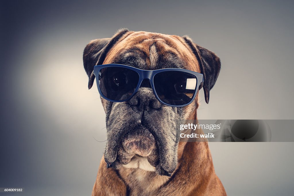 Cane boxer con occhiali da sole che guardano avanti.