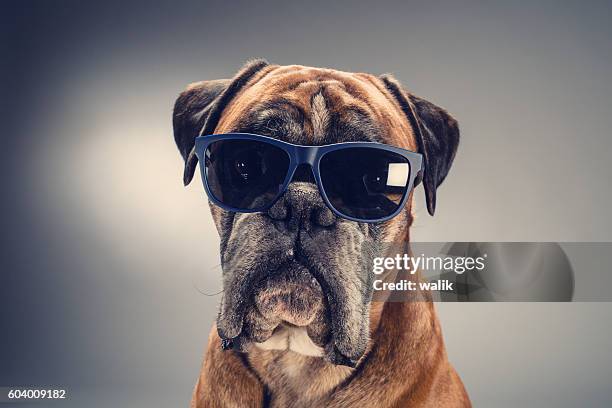 boxer dog with sunglasses looking ahead. - sunglasses and puppies stock pictures, royalty-free photos & images